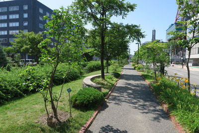 Street amidst trees and plants in city