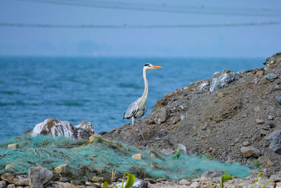 Bird perching on rock by sea against sky