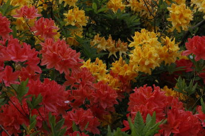 Close-up of flowers blooming outdoors