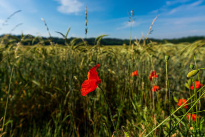 Close-up of red poppy flower on field