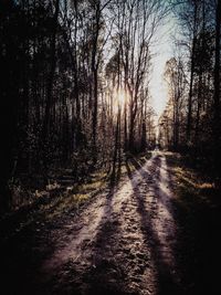 Sun shining through trees in forest