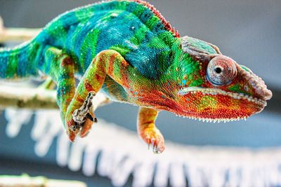 Close-up of a lizard 