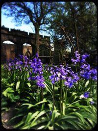 Close-up of purple flowers blooming outdoors