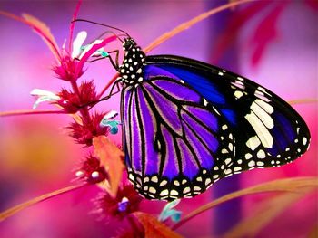 Close-up of butterfly on flower