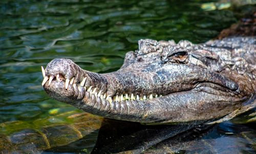 Close-up of crocodile in sea