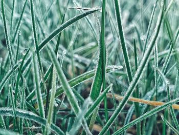 Full frame shot of grass on field during winter
