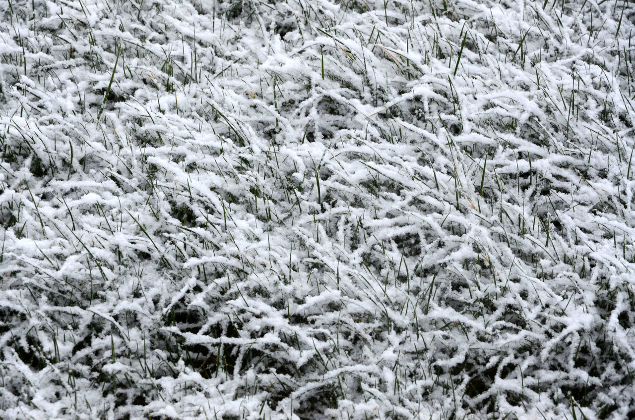 FULL FRAME SHOT OF FROZEN TREES