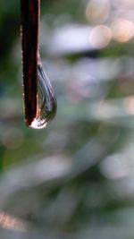 Close-up of leaves against blurred background