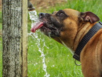 Thirsty work