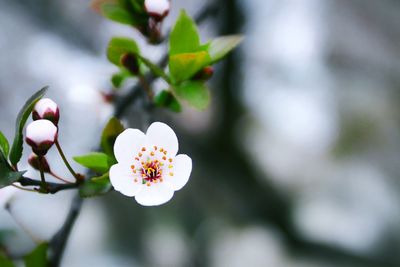 Close-up of white flowers