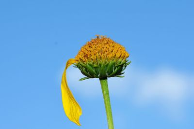 Close-up of yellow flower against blue sky