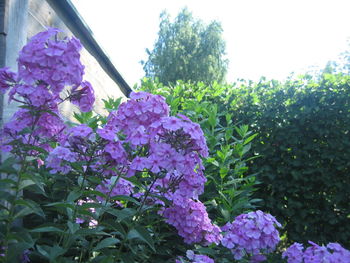 Close-up of pink flowering plant