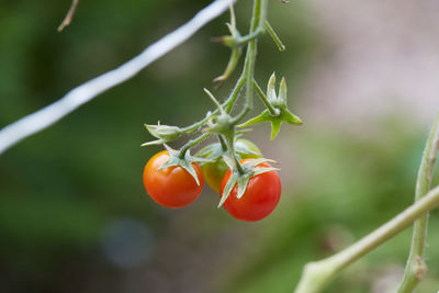 Close-up of tomato growing on plant