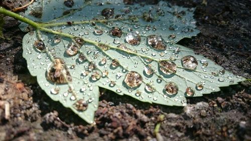 Close-up of water drops on leaf