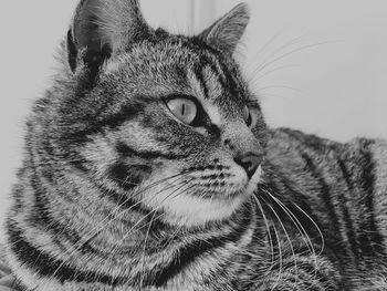 Close-up portrait of a cat