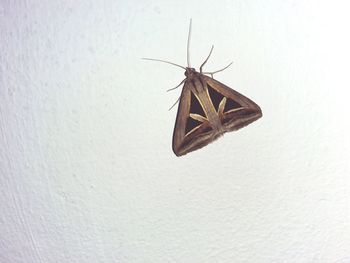 Close-up of butterfly on white wall