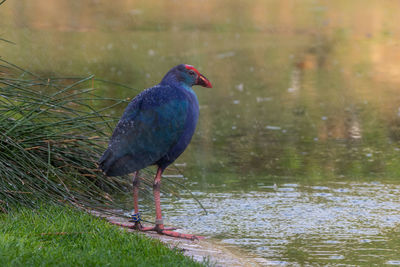 Bird perching on a lake