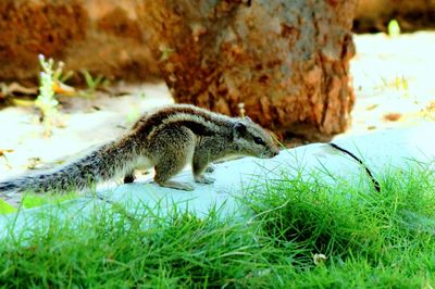 Close-up of squirrel on grass