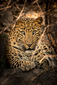 Portrait of cat relaxing on land