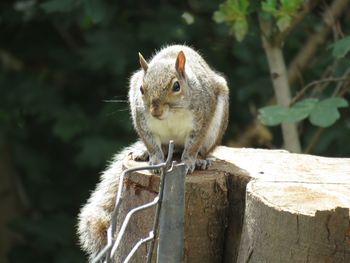 Close-up portrait of squirrel