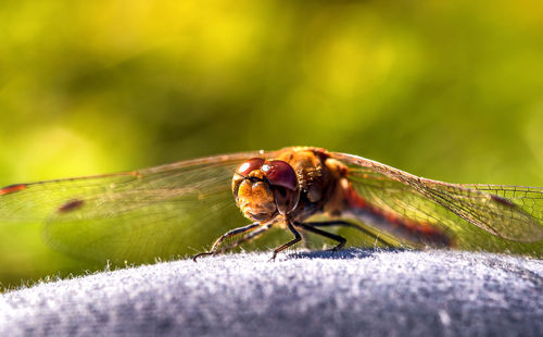 Close-up of damselfly on leaf