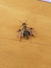 High angle view of insect on wood