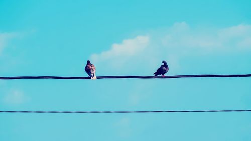 Low angle view of birds perching on cable against sky