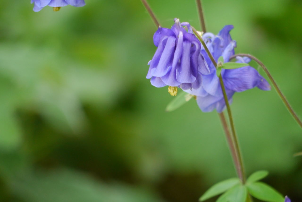 CLOSE-UP OF PURPLE FLOWERS BLOOMING OUTDOORS