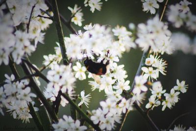 Close-up of bee pollinating on white flower