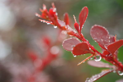 Close-up of wet red flowering plant during rainy season
