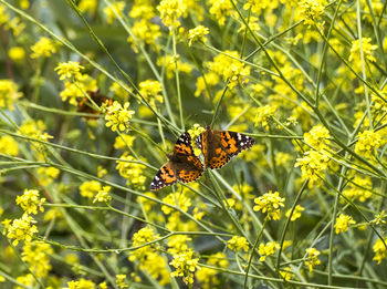 Close-up of butterfly pollinating on yellow flower