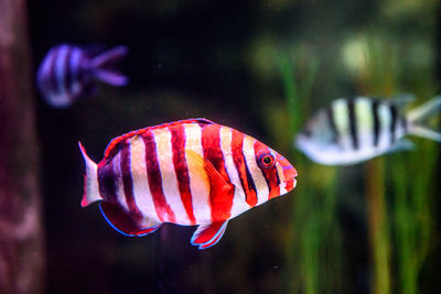 Close-up of fish swimming in aquarium