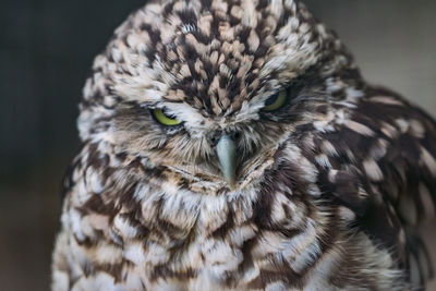 Close-up portrait of owl
