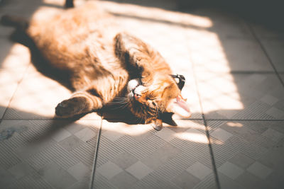 Cat lying on floor