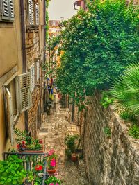 Potted plants on footpath by building