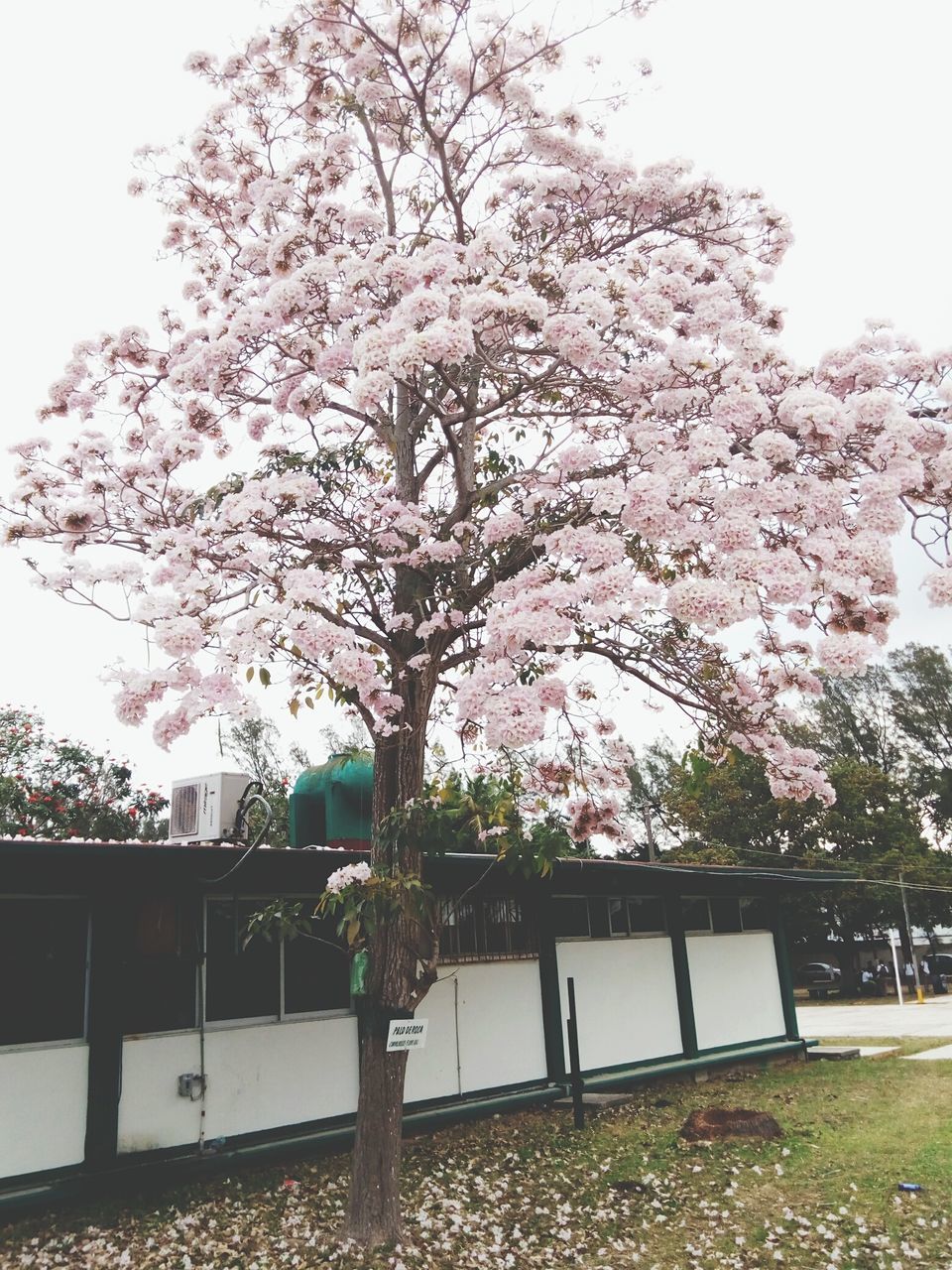 flower, tree, growth, branch, building exterior, built structure, freshness, fragility, blossom, architecture, sky, beauty in nature, nature, clear sky, cherry blossom, blooming, in bloom, pink color, cherry tree, springtime