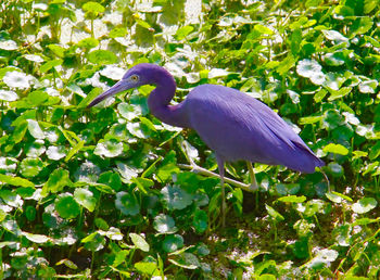 Bird perching on a plant