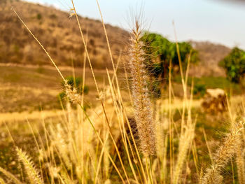 Close-up of stalks in field