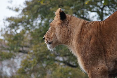 Side view of a cat