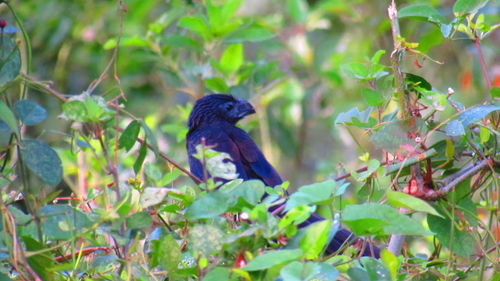 Bird perching on branch