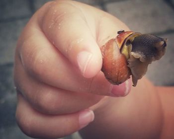 Close-up of hand holding crab