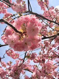 Low angle view of cherry blossom