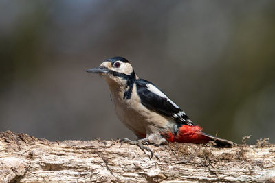 Close-up of bird perching on tree