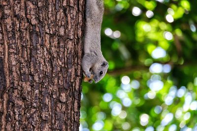 Close-up of squirrel on tree trunk