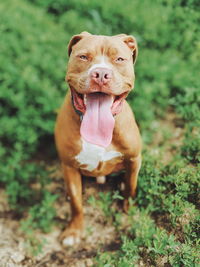 Portrait of dog sticking out tongue outdoors