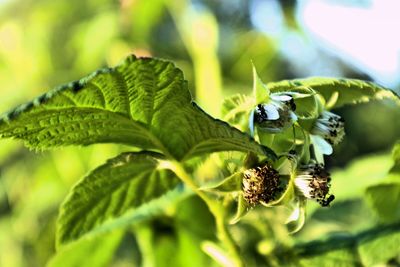 Close-up of insect on plant