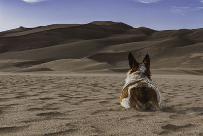 View of a dog on sand dune