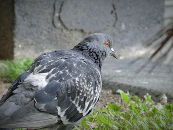 Close-up of bird