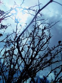 Low angle view of tree against sky