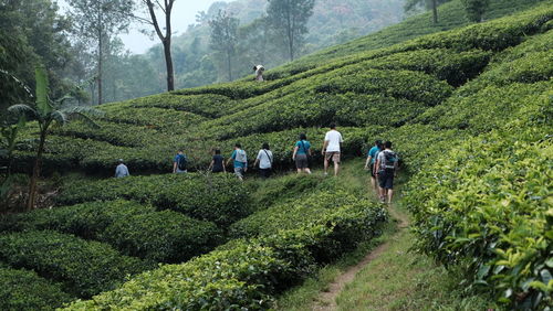 People walking in farm